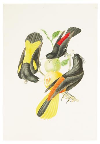 DESCOURTILZ, JEAN THEODORE. Group of 9 hand-finished chromolithographed plates of Brazilian birds,